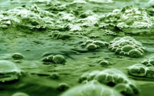 algae-water-650x446-630x394