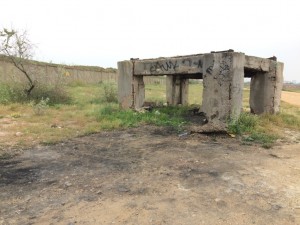 mol-kamyshovaya-buh-l-2