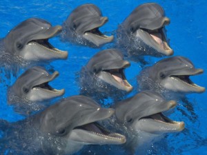 dolphins_whistle_2