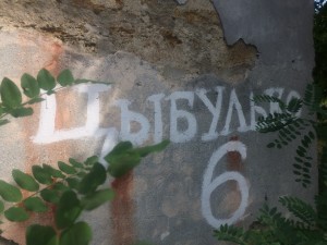 tsybulko6